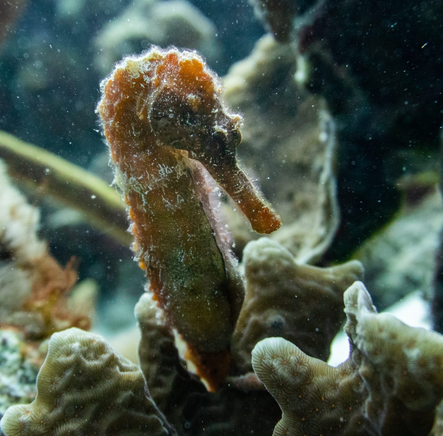Seahorse