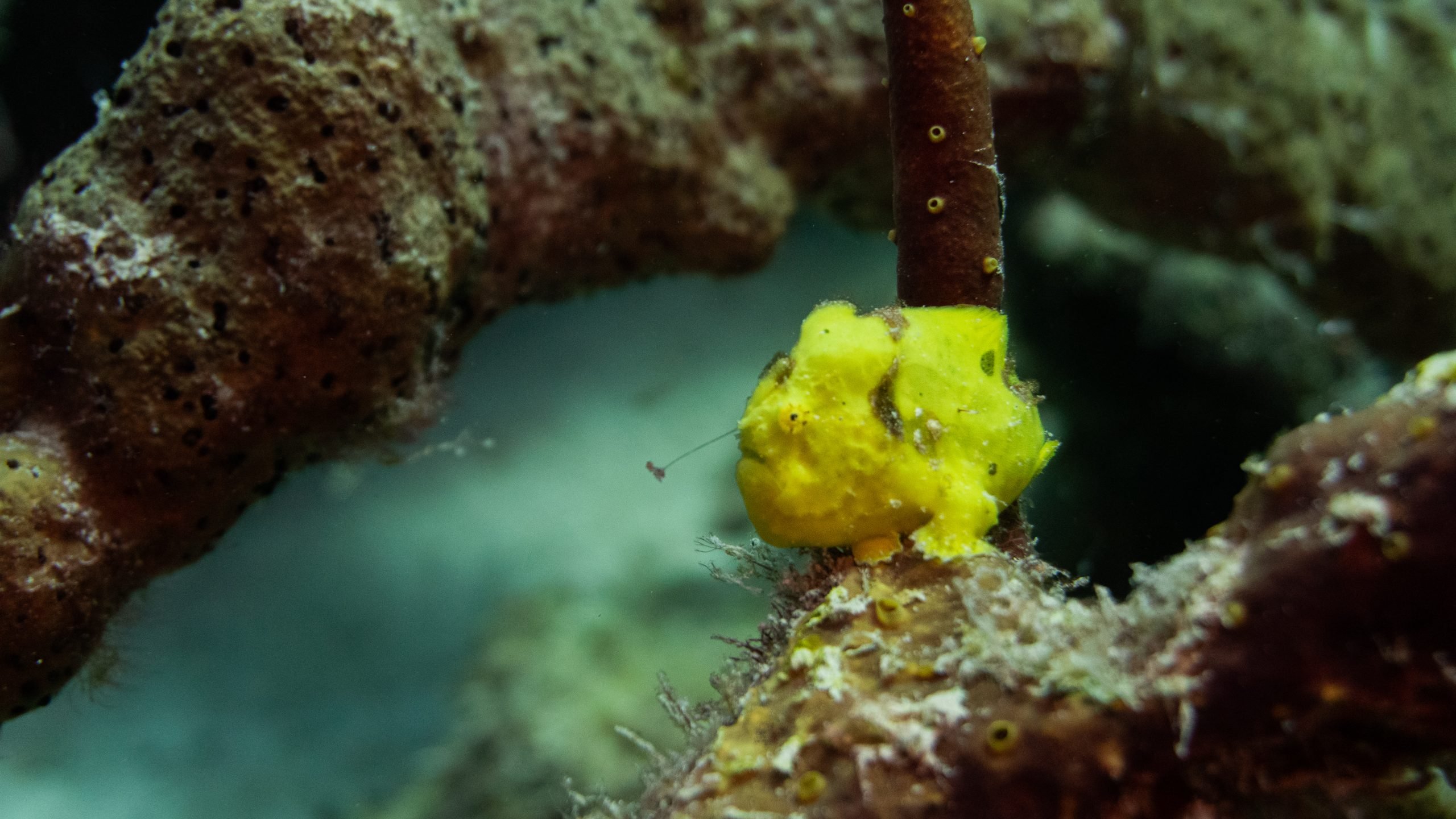 Yellow frogfish on the reef