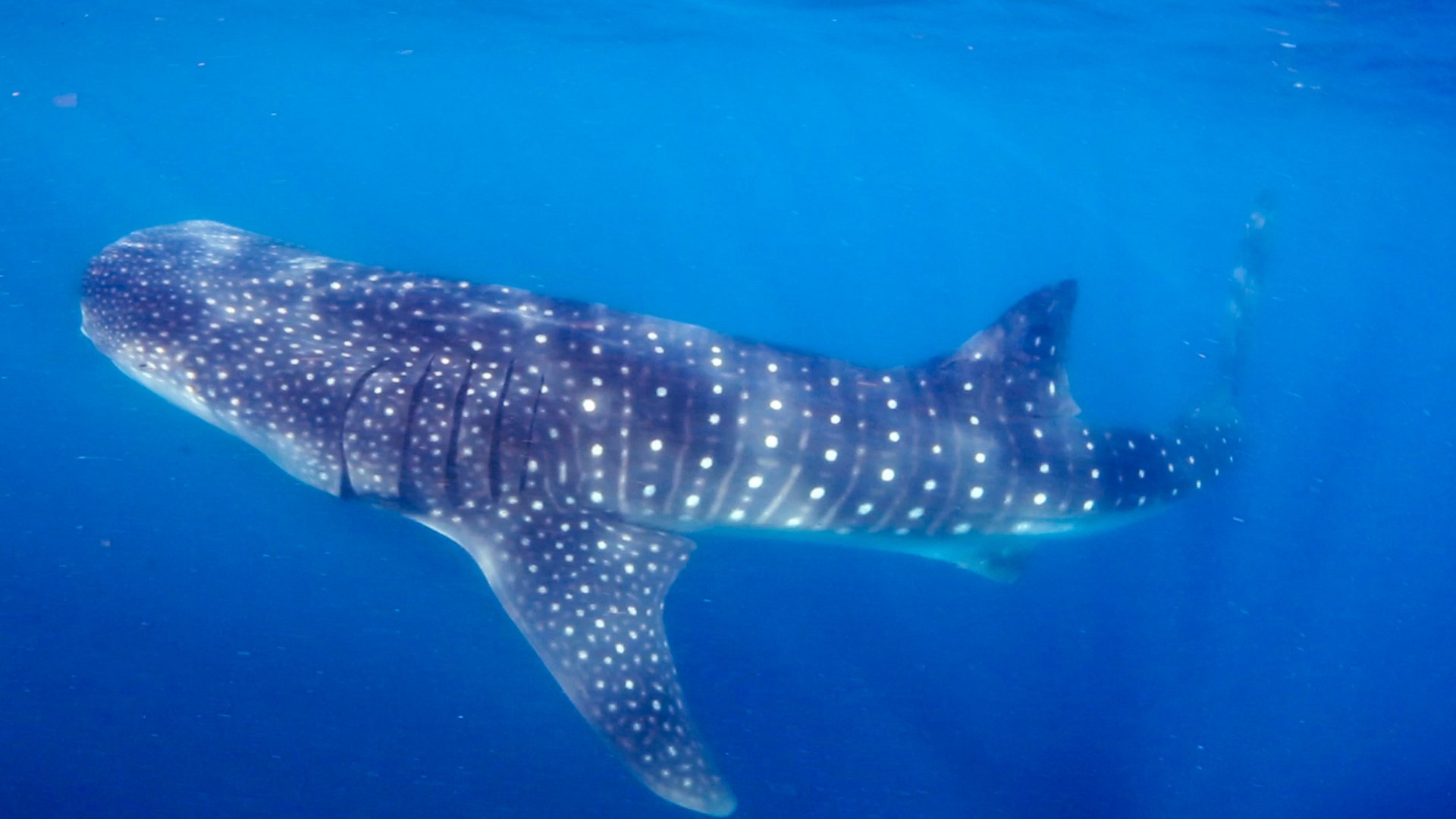 Whale shark swimming