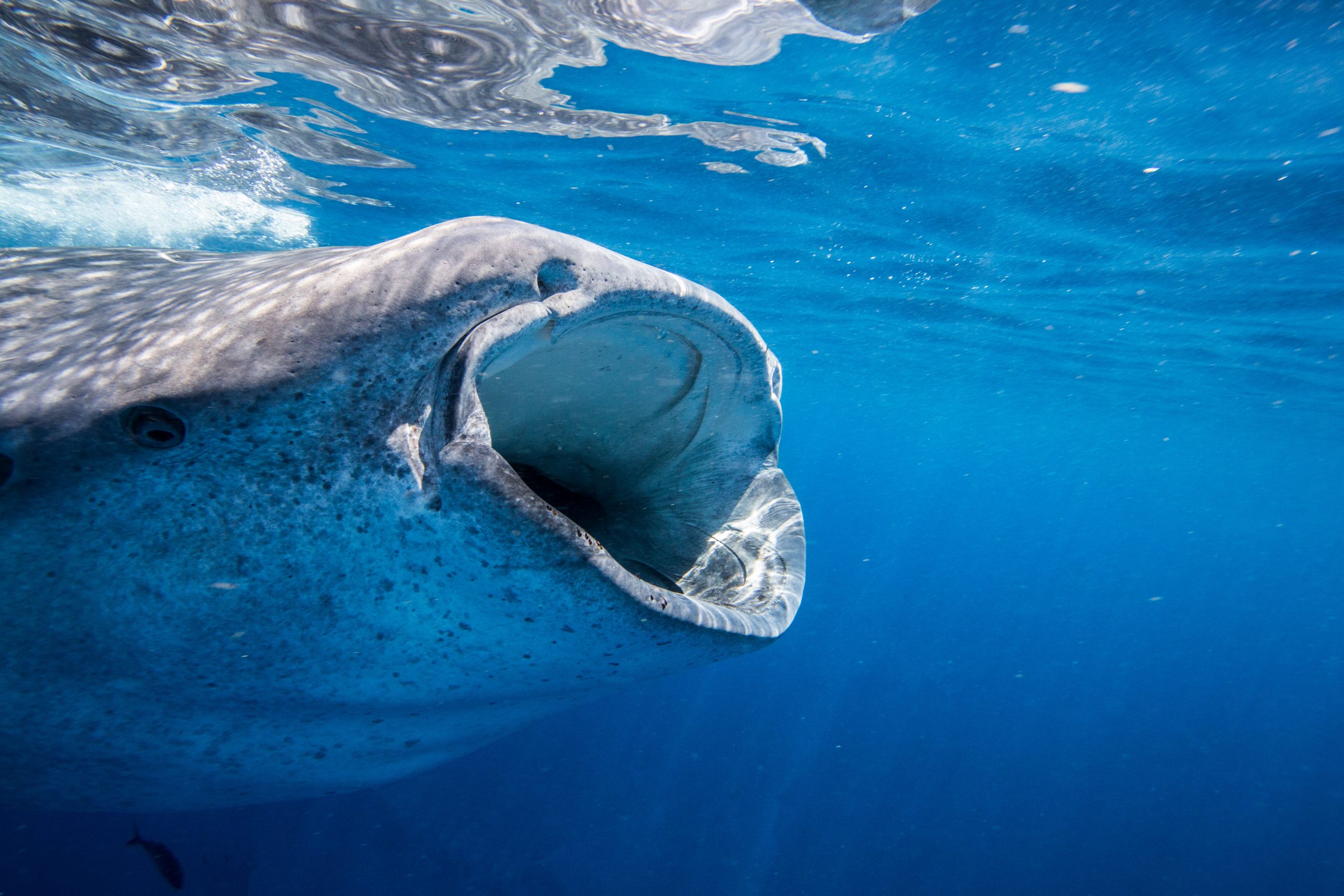Whale shark head-on