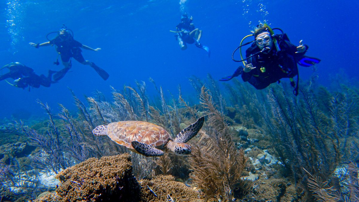 BONAIRE Scuba Network bonaire-scuba-network
