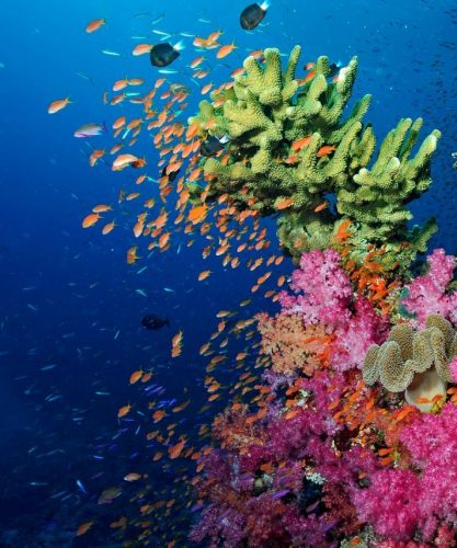 soft-coral-e1662082427282 (1)